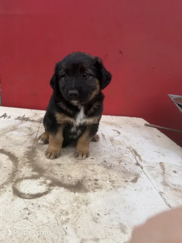 Golden retriever and  German Shepard/ border collie 