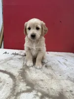 Golden retriever mixed with German shepherd/border collie , a male German Shepherd Dog and Golden Retriever for sale in Fontana, CA – Photo 2 of 5