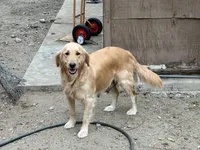 Golden retriever mixed with German shepherd/border collie , a male German Shepherd Dog and Golden Retriever for sale in Fontana, CA – Photo 4 of 5