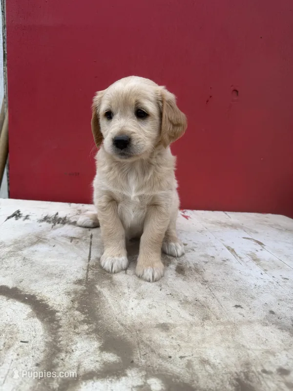 Golden retriever mixed with German shepherd/border collie 