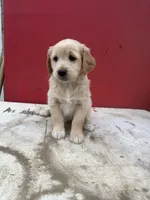 Golden retriever mixed with German shepherd/border collie , a male German Shepherd Dog and Golden Retriever for sale in Fontana, CA – Photo 1 of 5
