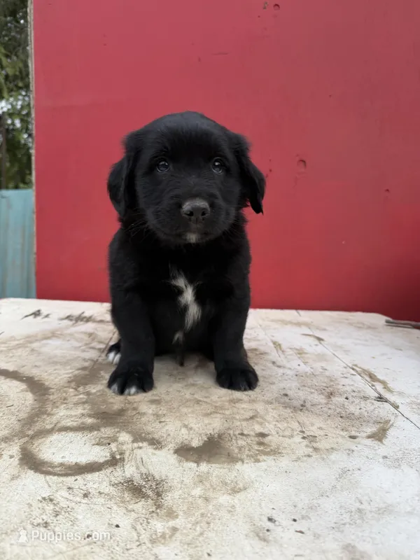 Golden retriever mixed with German Shepard/ border collie 