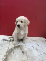 Golden retriever mixed with German Shepard/ border collie , a male German Shepherd Dog and Golden Retriever for sale in Fontana, CA – Photo 2 of 5