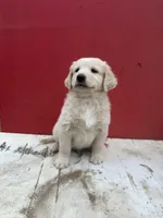 Golden retriever mixed with German Shepard/ border collie , a male German Shepherd Dog and Golden Retriever for sale in Fontana, CA – Photo 1 of 5