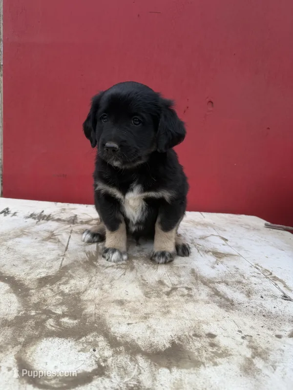 Golden retriever mixed with German shepherd/ border collie , a male German Shepherd Dog and Golden Retriever for sale in Fontana, CA – Photo 1 of 5