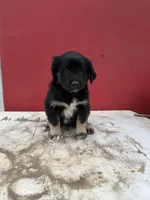 Golden retriever mixed with German shepherd/ border collie , a male German Shepherd Dog and Golden Retriever for sale in Fontana, CA – Photo 2 of 5