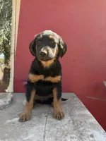 About Golden retriever mix with German shepherd / border collie, a female German Shepherd Dog and Golden Retriever for sale in Fontana, CA – Photo 2 of 5