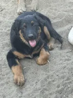 About Golden retriever mix with German shepherd / border collie, a female German Shepherd Dog and Golden Retriever for sale in Fontana, CA – Photo 3 of 5