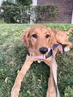 Willow, a female Golden Retriever for sale in San Fernando, CA – 3 of 3
