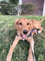 Willow, a female Golden Retriever for sale in San Fernando, CA – 2 of 3