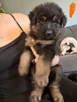 Long Coat German Shepherd- Orange Female, a female German Shepherd Dog for sale in Crooksville, OH – 4 of 4