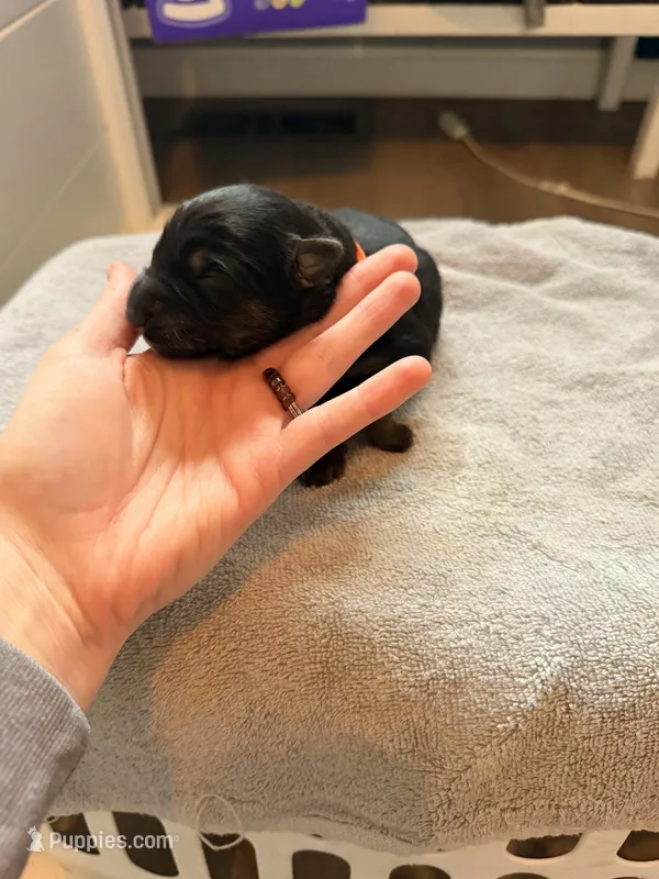 Long Coat German Shepherd- Orange Female – German Shepherd Dog puppy for sale in Crooksville, OH