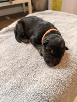 Long Coat German Shepherd- Orange Female, a female German Shepherd Dog for sale in Crooksville, OH – Photo 2 of 4