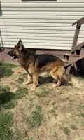 Long Coat German Shepherd- Orange Female, a female German Shepherd Dog for sale in Crooksville, OH – Photo 3 of 4