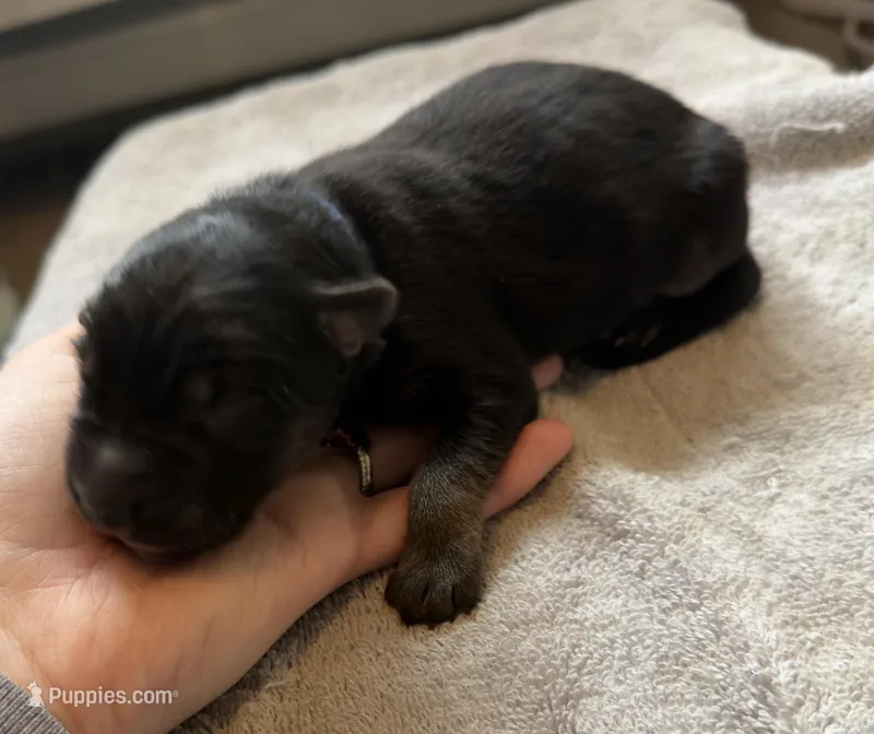 Long Coat German Shepherd- Blue Male, a male German Shepherd Dog for sale in Crooksville, OH – Photo 1 of 4