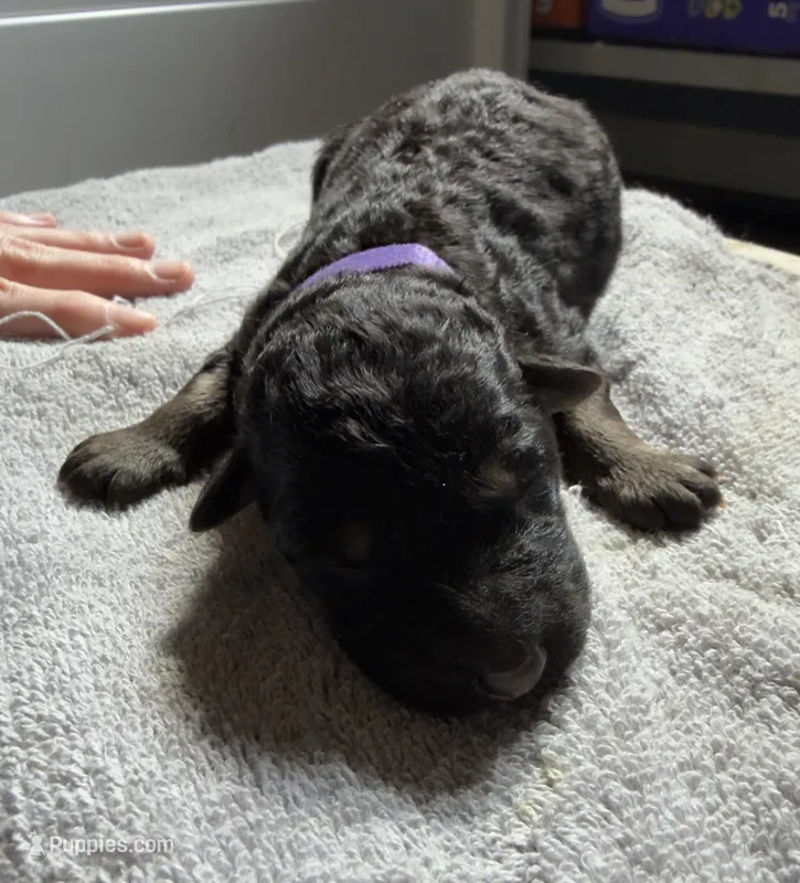 Long Coat German Shepherd- Purple Female, a female German Shepherd Dog for sale in Crooksville, OH – Photo 1 of 4