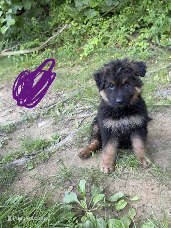 Long Coat German Shepherd- Purple Female – German Shepherd Dog puppy for sale in Crooksville, OH