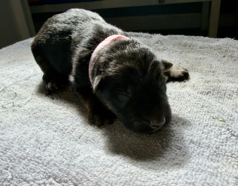 Long Coat German Shepherd- Pink Female, a female German Shepherd Dog for sale in Crooksville, OH – Photo 1 of 4