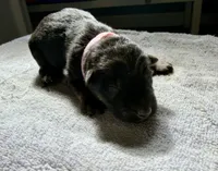 Long Coat German Shepherd- Pink Female, a female German Shepherd Dog for sale in Crooksville, OH – Photo 1 of 4