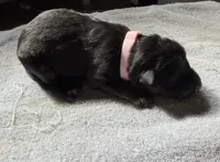 Long Coat German Shepherd- Pink Female, a female German Shepherd Dog for sale in Crooksville, OH – Photo 2 of 4