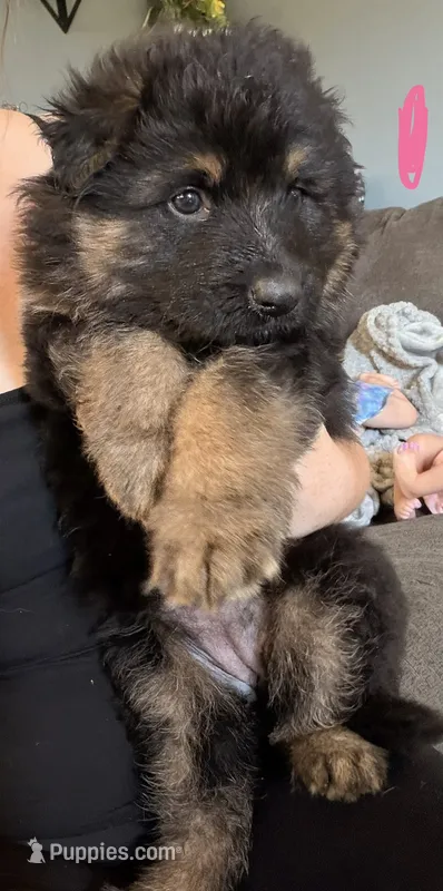 Long Coat German Shepherd- Pink Female – German Shepherd Dog puppy for sale in Crooksville, OH