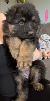 Long Coat German Shepherd- Pink Female, a female German Shepherd Dog for sale in Crooksville, OH – 1 of 3