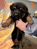 Long Coat German Shepherd- Orange Female, a female German Shepherd Dog for sale in Crooksville, OH – 2 of 4