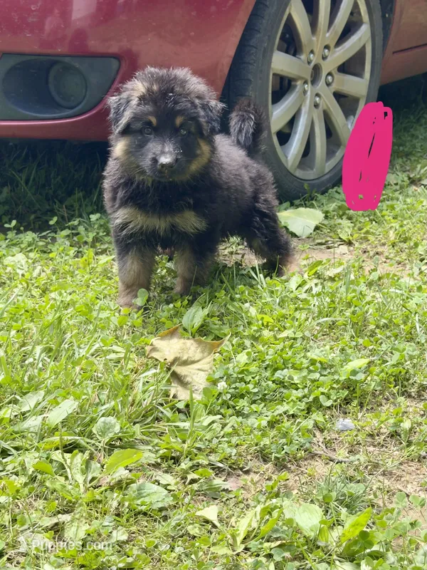 Long Coat German Shepherd- Pink Female – German Shepherd Dog puppy for sale in Crooksville, OH