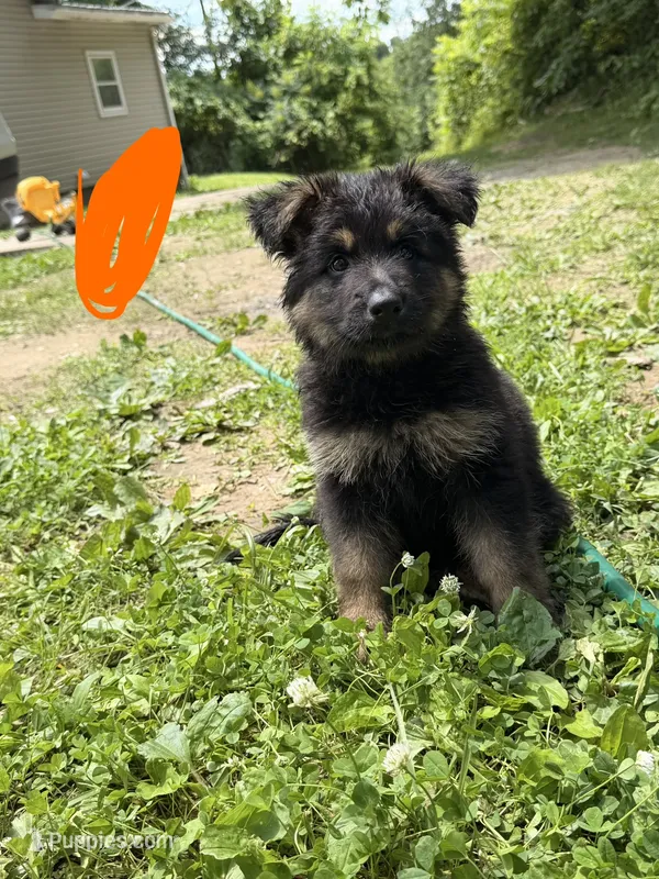 Long Coat German Shepherd- Orange Female – German Shepherd Dog puppy for sale in Crooksville, OH