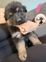 Long Coat German Shepherd- Pink Female, a female German Shepherd Dog for sale in Crooksville, OH – 3 of 3