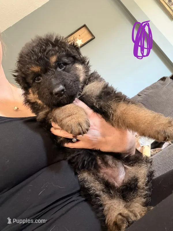 Long Coat German Shepherd- Purple Female – German Shepherd Dog puppy for sale in Crooksville, OH
