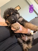 Long Coat German Shepherd- Purple Female, a female German Shepherd Dog for sale in Crooksville, OH – 1 of 4