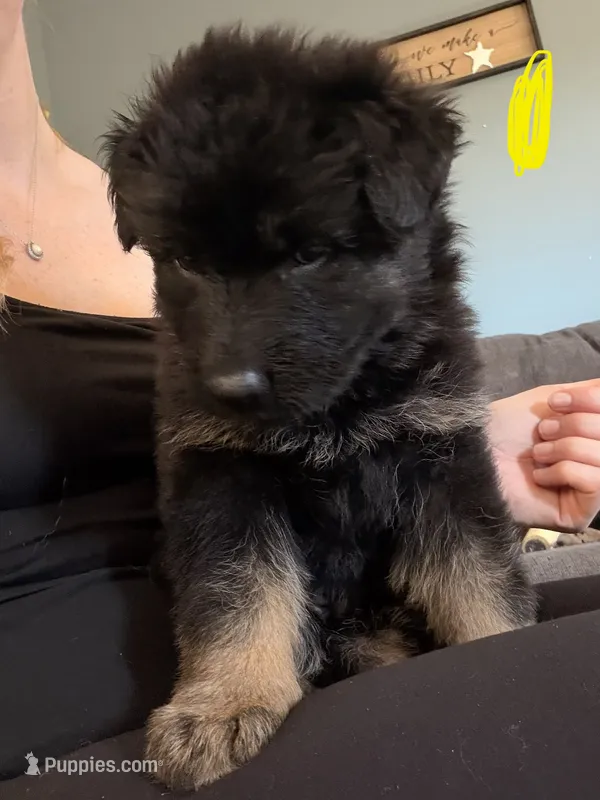 Long Coat German Shepherd- Yellow Female – German Shepherd Dog puppy for sale in Crooksville, OH