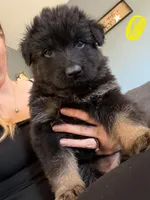 Long Coat German Shepherd- Yellow Female, a female German Shepherd Dog for sale in Crooksville, OH – 4 of 6