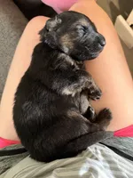 Long Coat German Shepherd- Yellow Female, a female German Shepherd Dog for sale in Crooksville, OH – 5 of 6