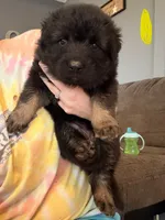 Long Coat German Shepherd- Yellow Female, a female German Shepherd Dog for sale in Crooksville, OH – 3 of 6