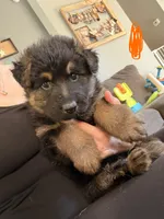 Long Coat German Shepherd- Orange Female, a female German Shepherd Dog for sale in Crooksville, OH – 3 of 4