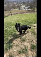 Long Coat German Shepherd- Red Male, a male German Shepherd Dog for sale in Crooksville, OH – Photo 4 of 4