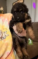 Long Coat German Shepherd- Purple Female, a female German Shepherd Dog for sale in Crooksville, OH – 4 of 4