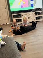 AKC Long Coat German Shepherd puppies due soon!, a  German Shepherd Dog for sale in Crooksville, OH – Photo 10 of 10