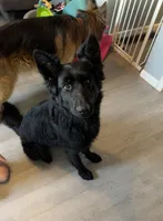 AKC Long Coat German Shepherd puppies due soon!, a  German Shepherd Dog for sale in Crooksville, OH – Photo 8 of 10