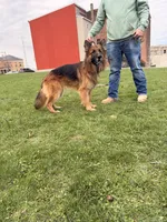 AKC Long Coat German Shepherd puppies due soon!, a  German Shepherd Dog for sale in Crooksville, OH – Photo 9 of 10