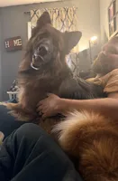 AKC Long Coat German Shepherd puppies due soon!, a  German Shepherd Dog for sale in Crooksville, OH – Photo 4 of 10