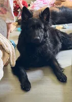 AKC Long Coat German Shepherd puppies due soon!, a  German Shepherd Dog for sale in Crooksville, OH – Photo 5 of 10