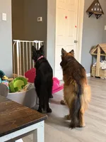 AKC Long Coat German Shepherd puppies due soon!, a  German Shepherd Dog for sale in Crooksville, OH – Photo 7 of 10