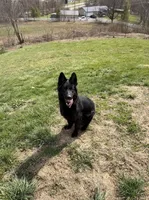 AKC Long Coat German Shepherd puppies due soon!, a  German Shepherd Dog for sale in Crooksville, OH – Photo 2 of 10