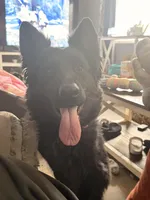 AKC Long Coat German Shepherd puppies due soon!, a  German Shepherd Dog for sale in Crooksville, OH – Photo 6 of 10