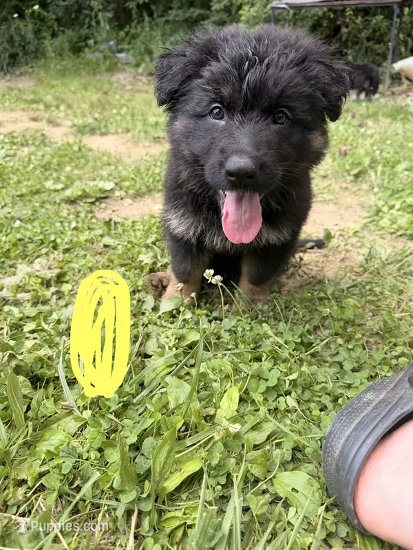 Long Coat German Shepherd- Yellow Female – German Shepherd Dog puppy for sale in Crooksville, OH