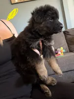 Long Coat German Shepherd- Yellow Female, a female German Shepherd Dog for sale in Crooksville, OH – 2 of 6