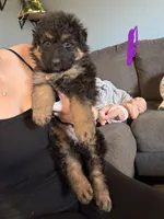 Long Coat German Shepherd- Purple Female, a female German Shepherd Dog for sale in Crooksville, OH – 3 of 4